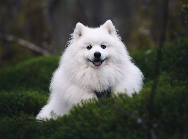 cuanto cuesta un samoyedo