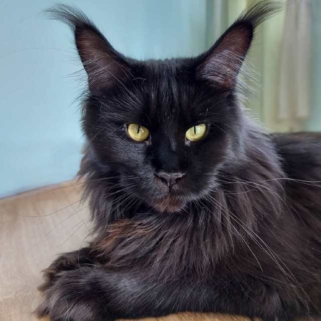Maine Coon negro