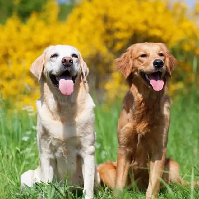 golden retriever labrador diferencias