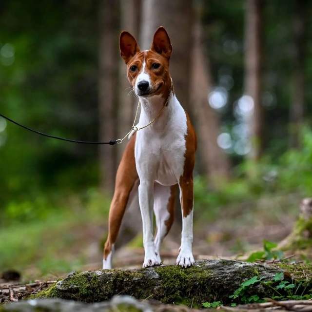 perro basenji