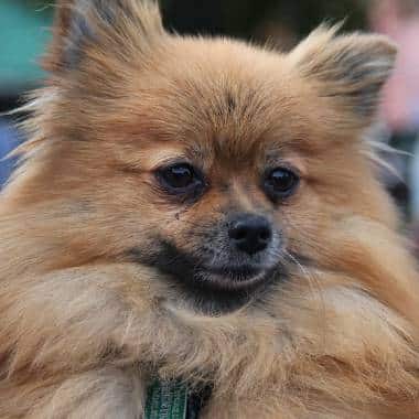 perro pomerania cara de zorro