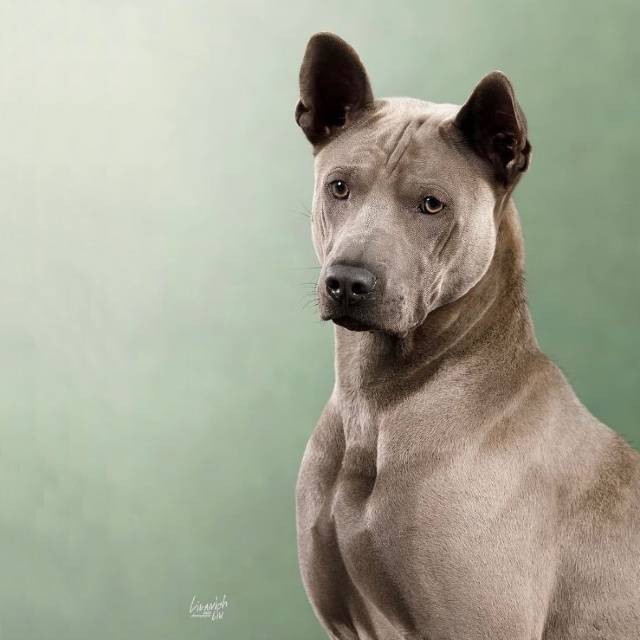 thai ridgeback dog