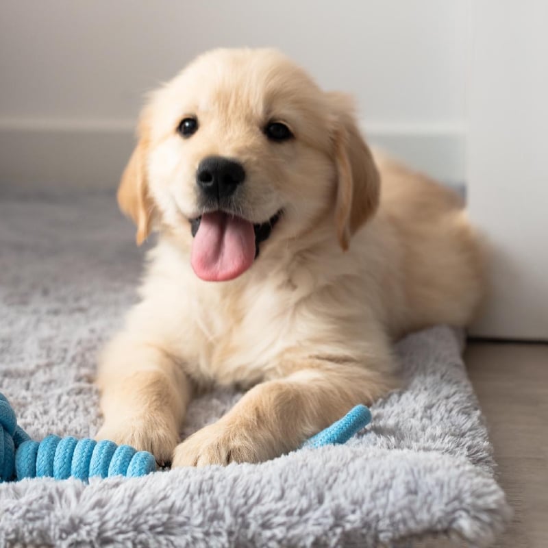 comprar golden retriever