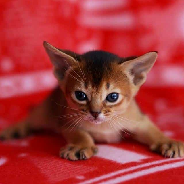 comprar gato abisinio