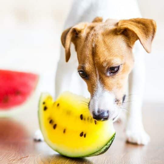 comida perros verano