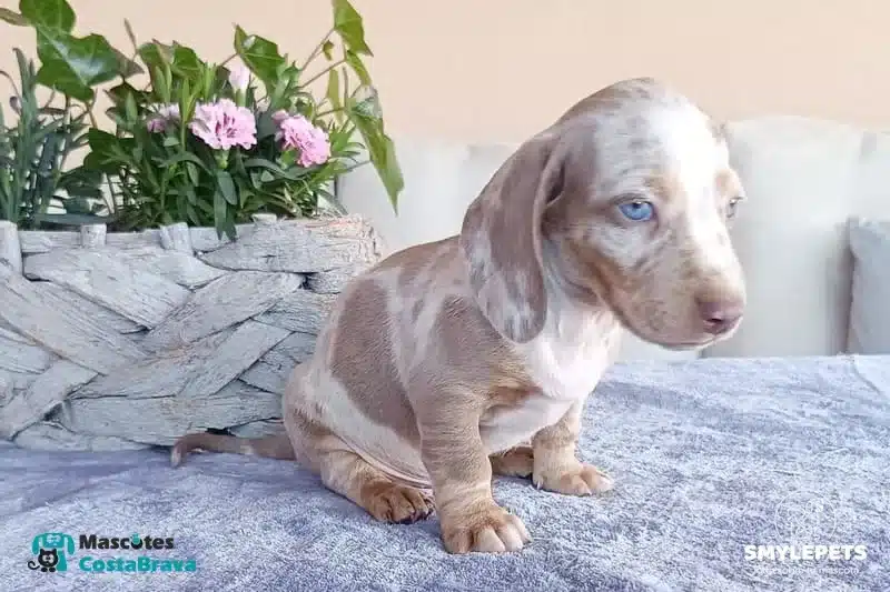 Smylepets Mascotas Costa Brava Teckel cachorro moteado en beige Teckel de pelo corto El Dachshund de tacto sedoso más elegante