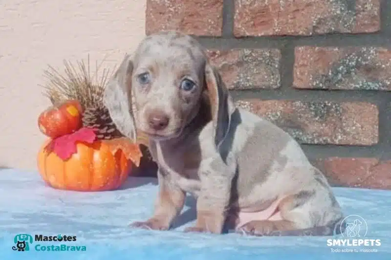 Smylepets Mascotas Costa Brava Teckel joven moteado con ojos azules Teckel de pelo corto El Dachshund de tacto sedoso más elegante