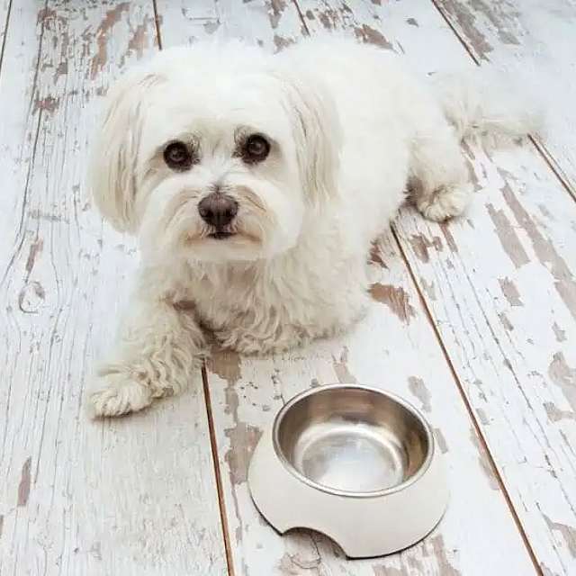 como alimentar a un bichon maltes