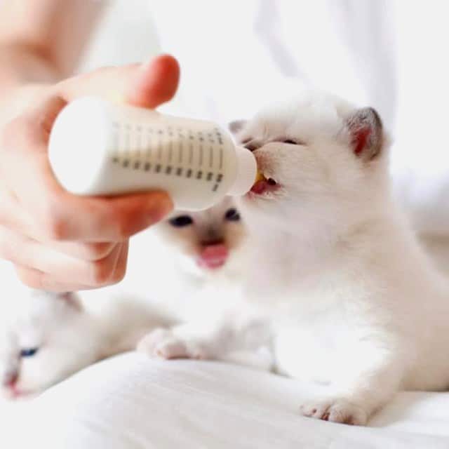 leche para gatos bebes