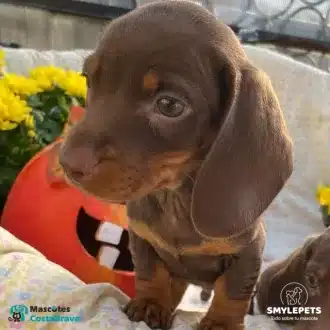 Smylepets Mascotas Costa Brava Teckel joven de color chocolate Cómo educar a un Teckel Guía de consejos prácticos
