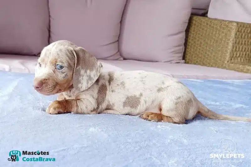 Smylepets Mascotas Costa Brava Teckel joven de color moteado Cómo educar a un Teckel Guía de consejos prácticos