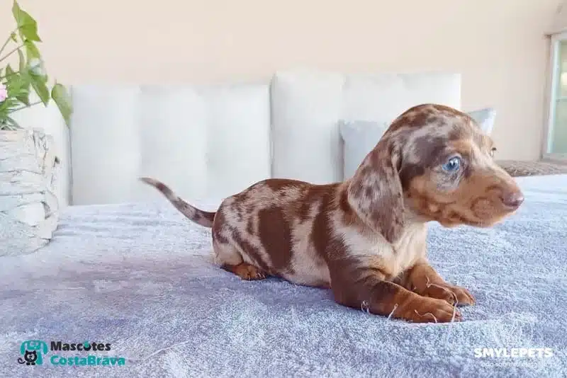Smylepets Mascotas Costa Brava Teckel joven de color moteado chocolate y beige Cómo educar a un Teckel Guía de consejos prácticos