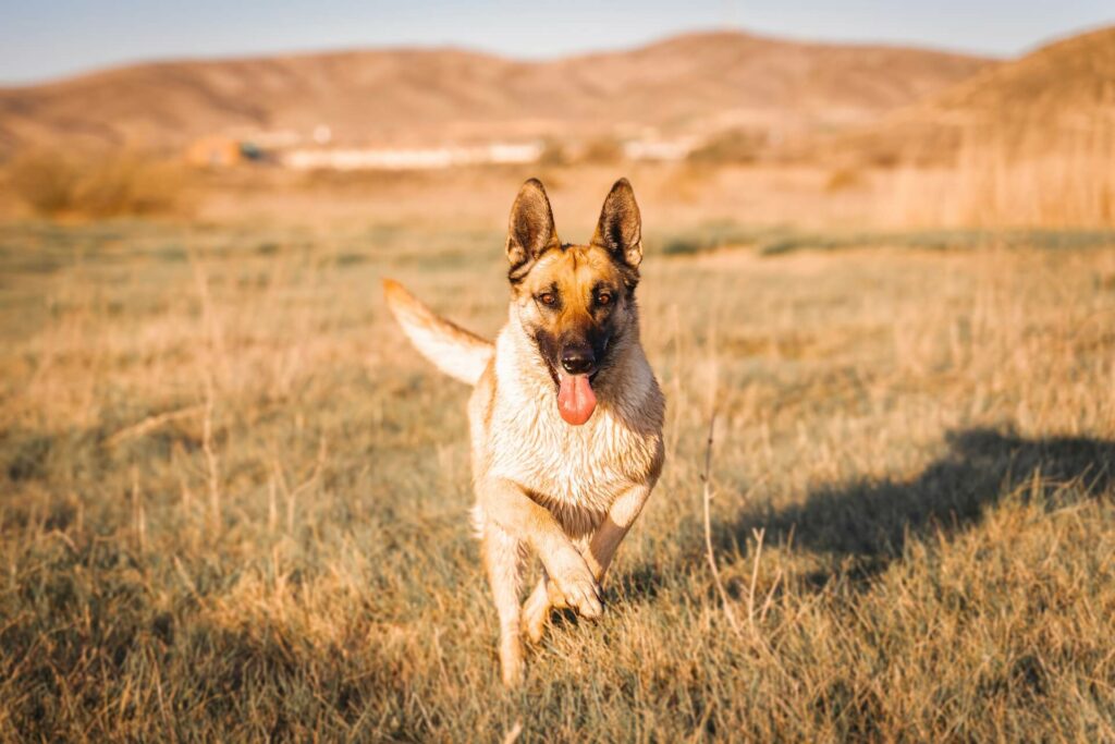Perro lobo español