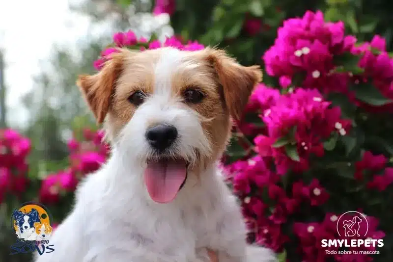 Smylepets Southern Sons Jack Russell adulto pelo largo Cómo de inteligentes son los Jack Russell