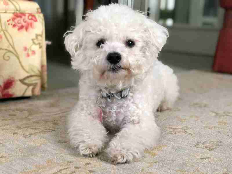 Bichón Frisé cachorro