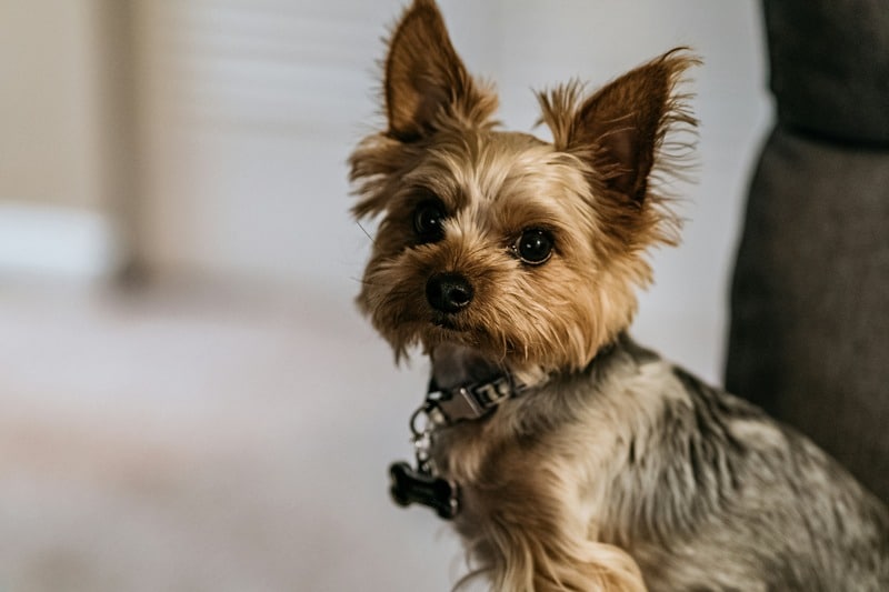 Yorkshire Terriers mejores perros para pisos