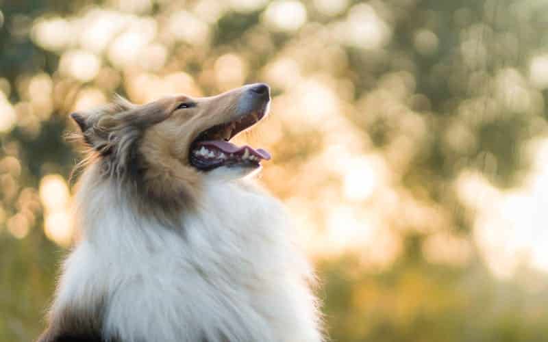 perros pastor escoces o collie con mucho pelo