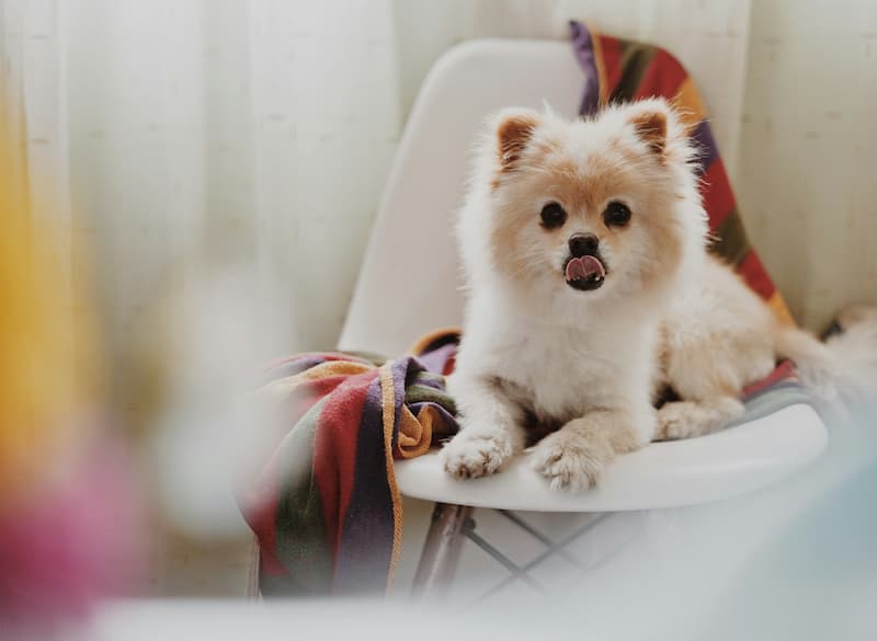 perro pomerania con lengua afuera
