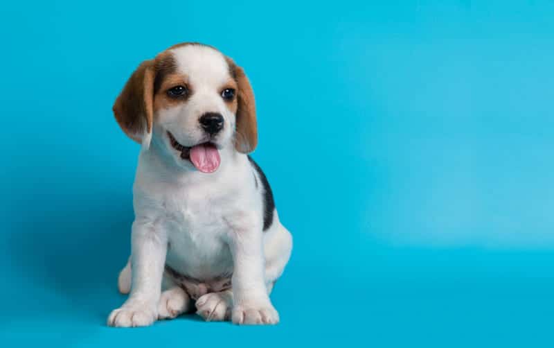 beagle cachorro