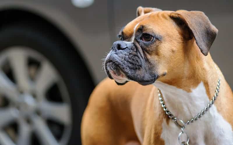 bóxer perro