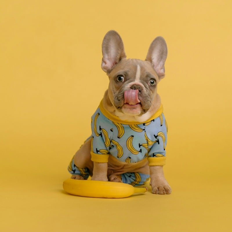 cómo se creó el bulldog francés evolución