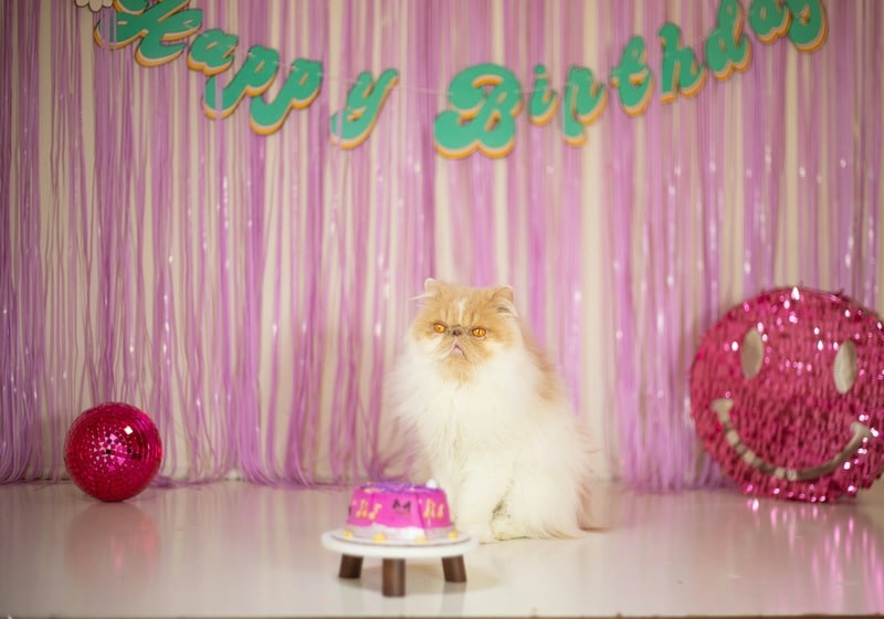 cuánto vive un gato persa Reba Spike en Unsplash