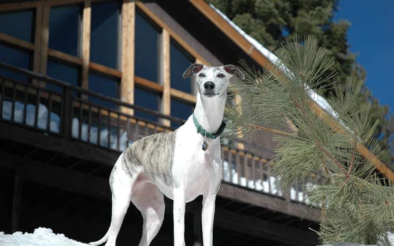 galgo afuera
