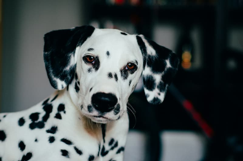 rostro de perro dálmata con expresión de seriedad