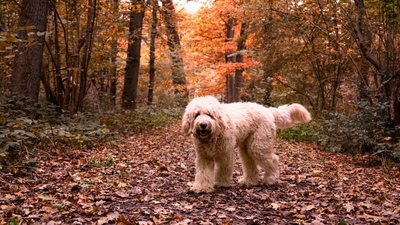 labradoodle