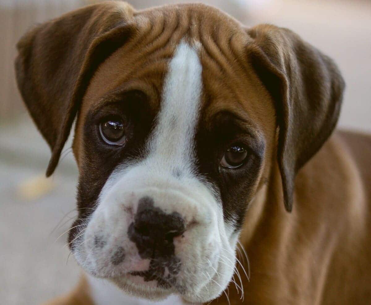 perros con arrugas