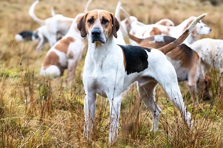 perros para casa foxhound inglés