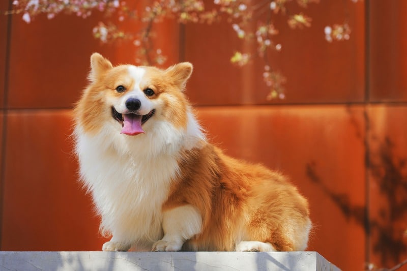mascotas para personas mayores corgi