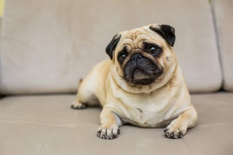 pug o carlino perros para casa