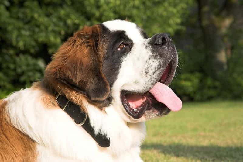 san bernando sacando la lengua