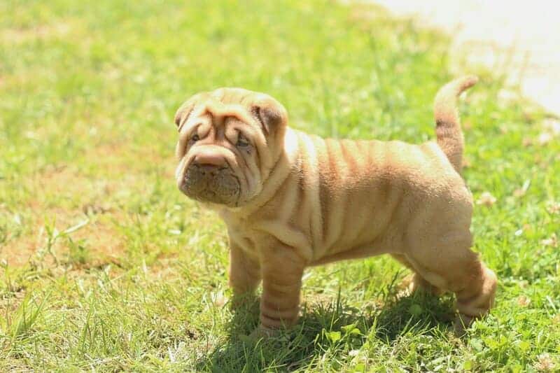 shar pei perros para casa