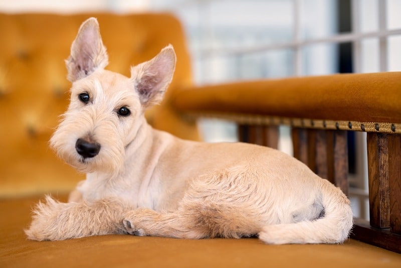 terrier escocés perros para casa
