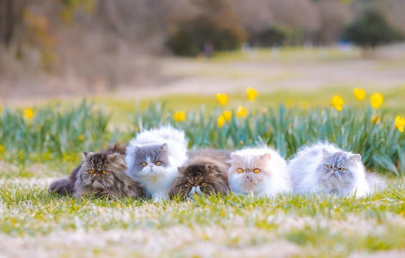 Características físicas del gato persa