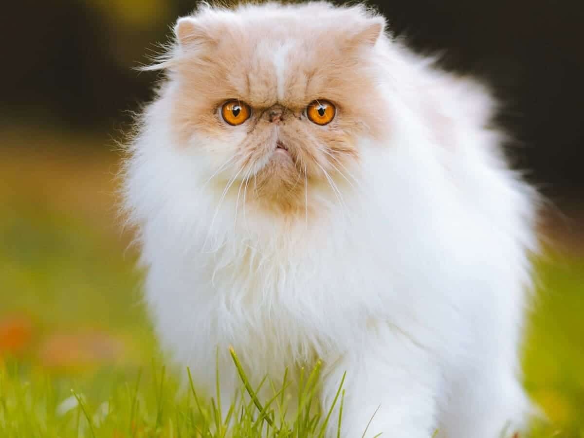 Cómo es un gato persa