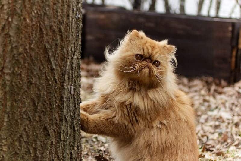 Comportamiento y temperamento del gato persa