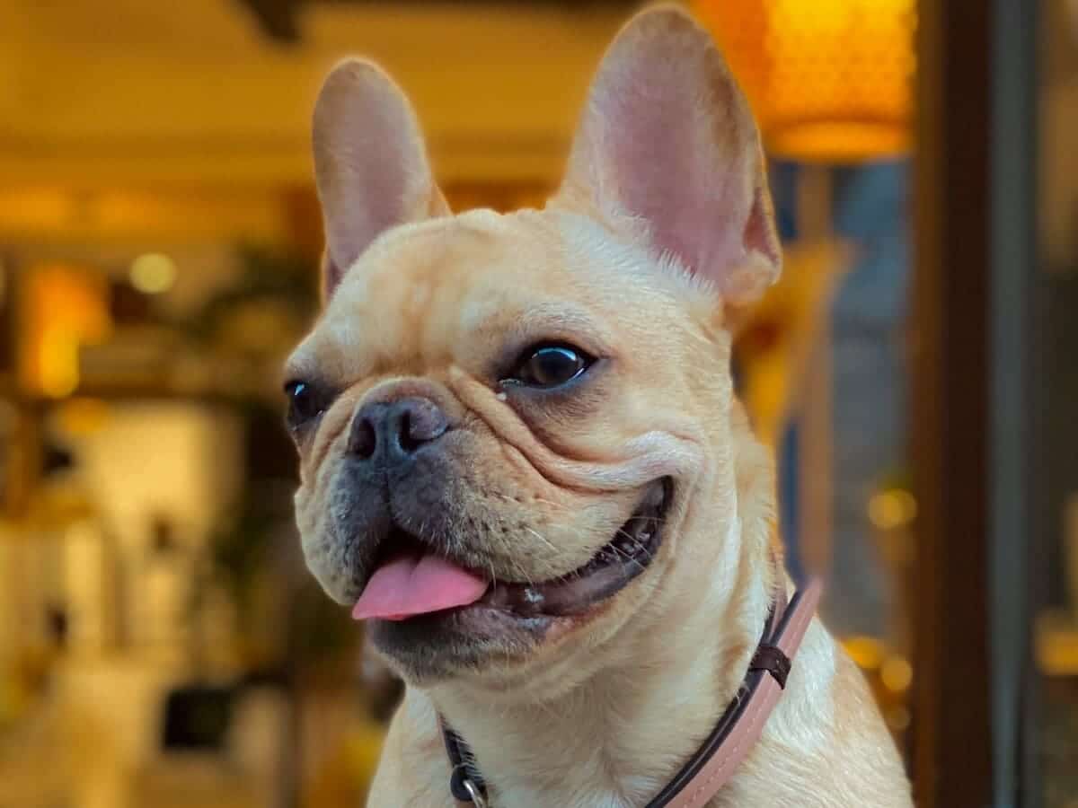 Cómo saber si un Bulldog Francés es puro