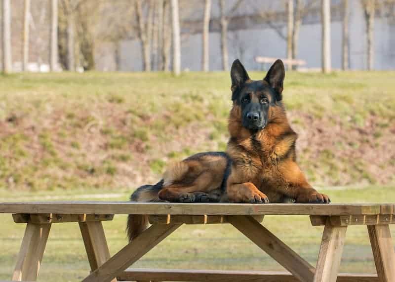 perro pastor alemán sobre banqueta