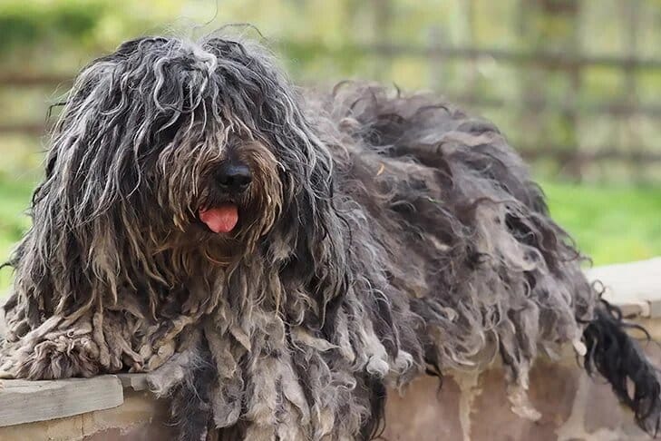 Bergamasco