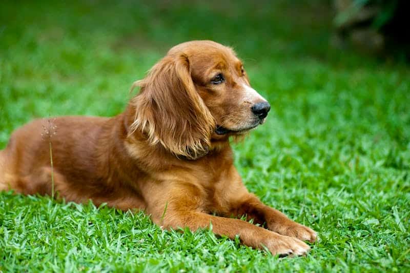 Cocker Spaniel con orejas caídas