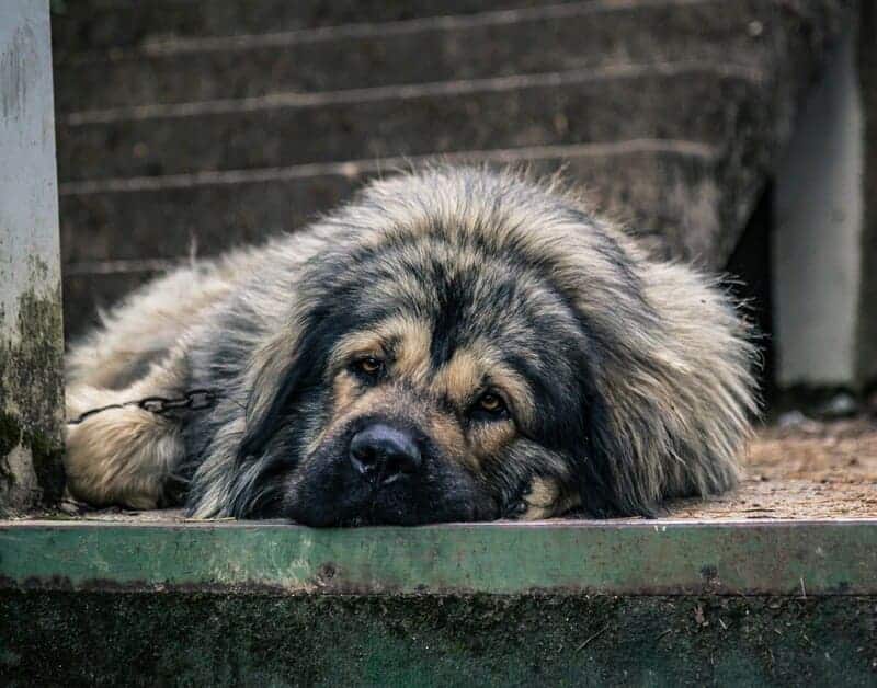 Šarplaninac