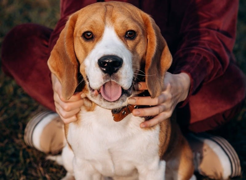 perro Beagle