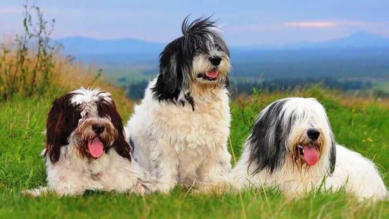 perros con orejas caídas pastores polacos de las llanuras