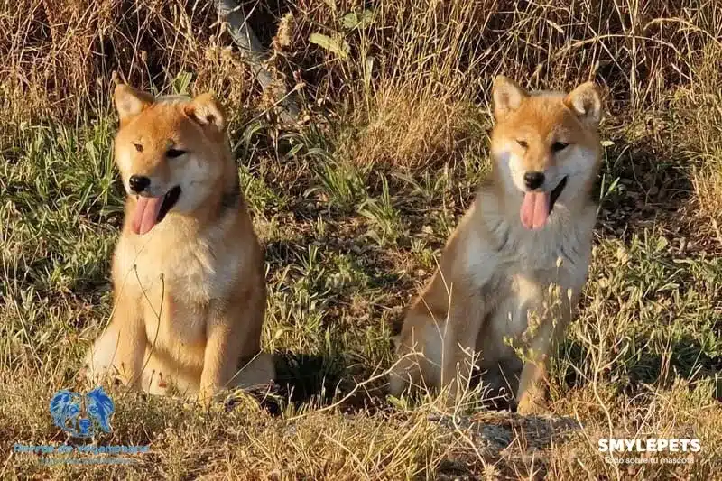 Smylepets Criadero Vegamesana dos Shiba Inu sentado y con lengua afuera Información sobre el Shiba Inu Salud, origen y cuidados