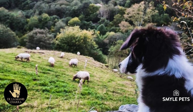 border collie aptitudes