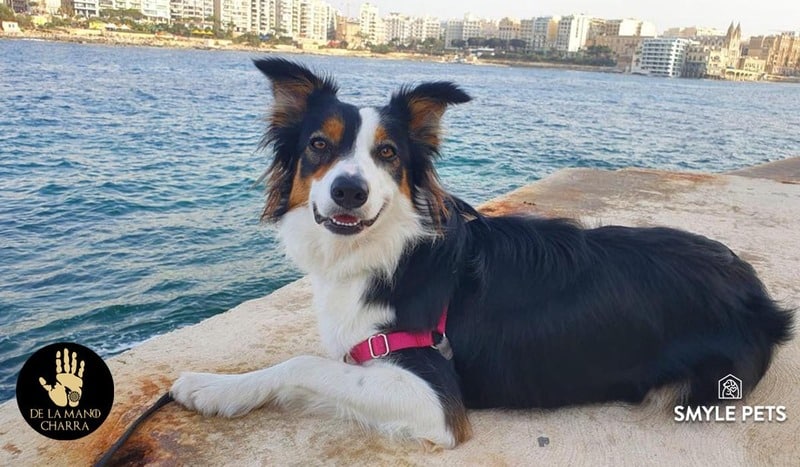 border collie historia