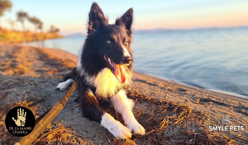 border collie reproduccion
